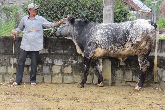 Quảng Ngãi: Chăn nuôi bò lai to bự, bán giá gấp 2 lần so với bò thường - Ảnh 4.