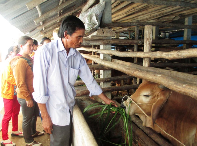 Quảng Ngãi: Chăn nuôi bò lai to bự, bán giá gấp 2 lần so với bò thường - Ảnh 5.