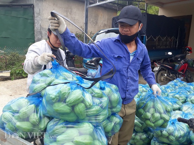 Su su chính vụ được giá, nông dân Sa Pa “trúng quả” - Ảnh 4.