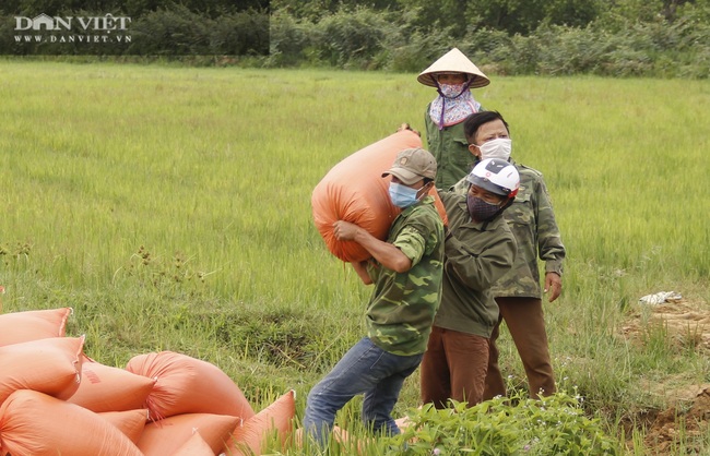 Quảng Trị: Nhiều người ra đồng thu hoạch lúa giúp người dân vùng phong toả - Ảnh 7.
