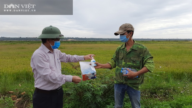 Quảng Trị: Nhiều người ra đồng thu hoạch lúa giúp người dân vùng phong toả - Ảnh 10.