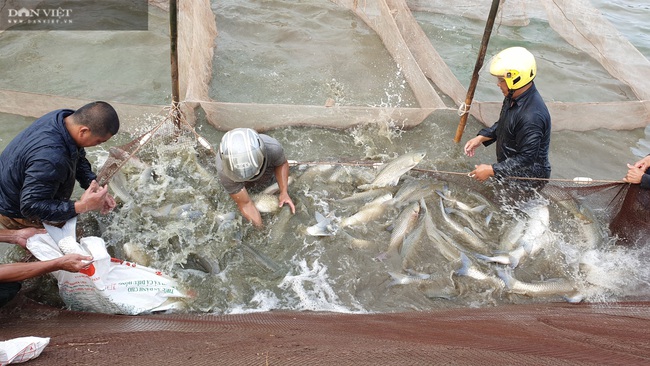  Thái Bình: Bỏ lương 20 triệu về nuôi cá khổng lồ, 9x bỏ túi hơn nửa tỷ mỗi năm  - Ảnh 4.