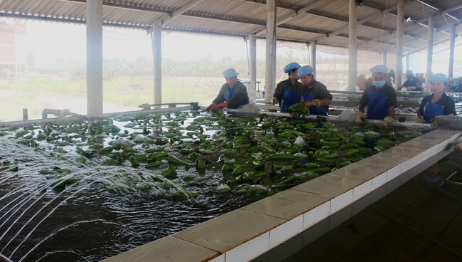 Thương lái lác đác, “Thủ phủ” chuối xuất khẩu lại lo… giải cứu - Ảnh 3.