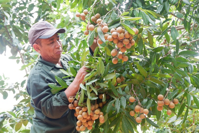 Trồng nhãn chất lượng cao, không lo rớt giá - Ảnh 1.