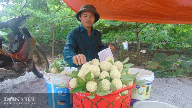 Thử sức trồng na hữu cơ trên đất Võ Nhai - Ảnh 3.