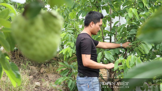 Trồng na Thái trên đất đá, không phải tưới nước, mỗi kg bán 60.000 đồng - Ảnh 3.