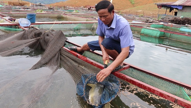 “Làm nương” trên sông Đà, cho cá ăn tỏi cộng thêm 2 thứ này, dân thu nhập hàng trăm triệu - Ảnh 5.