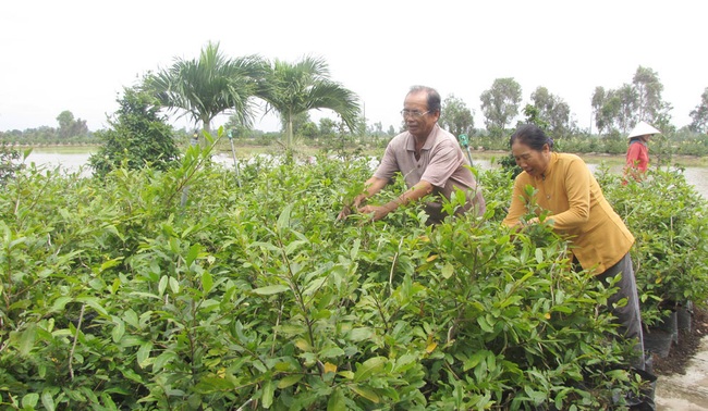  “Lên đời” cây biểu trưng mùa xuân, nông dân hy vọng thu tiền tỷ - Ảnh 2.