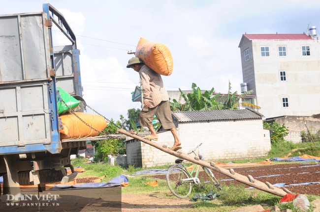 Trên 14 tỷ &quot;đánh thức&quot;, nâng tầm giá trị cây hoa hồi xứ Lạng - Ảnh 5.