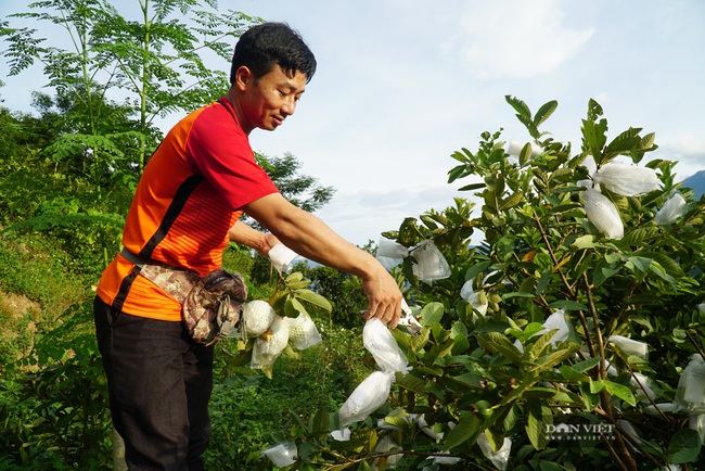 Trai bản nuôi gà + trồng ổi bằng &quot;tuyệt chiêu&quot; này, gà đẹp như tranh, ổi ngọt thơm bán chạy - Ảnh 4.