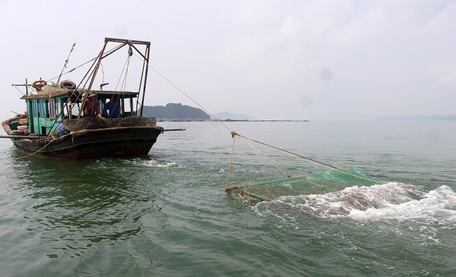 Những “kẻ hủy diệt” trên biển Hải Hà  - Ảnh 3.