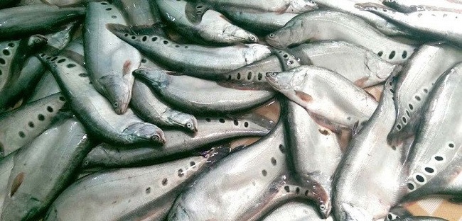 Nuôi loài cá đẹp mã trong ao đất bé tẻo teo, bắt 1,2 tấn, bán giá 90 ngàn đồng/ký - Ảnh 2.