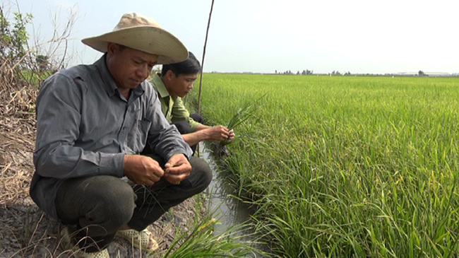 Tăng diện tích lúa thu đông, lo thiếu nước sản xuất - Ảnh 2.