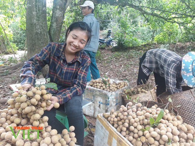 Sơn La: Đất dốc xanh màu cây ăn quả - Ảnh 1.