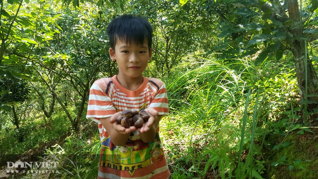 Trồng quả bên ngoài gai góc, bên trong ngọt bùi nông dân ở đây khấm khá - Ảnh 4.