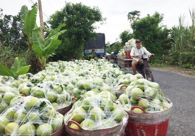 Nông sản lại loay hoay đầu ra vì dịch Covid-19 - Ảnh 1.