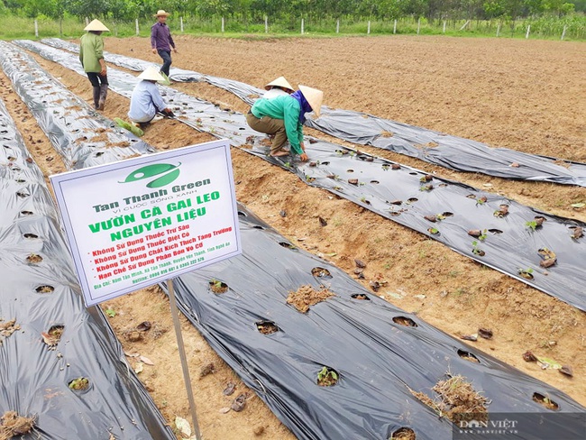 Vợ chồng trẻ “treo” bằng Cao đẳng về quê trồng cây có gai, thu lãi hàng trăm triệu - Ảnh 3.