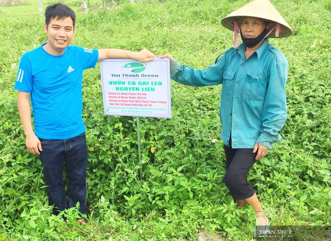 Vợ chồng trẻ “treo” bằng Cao đẳng về quê trồng cây có gai, thu lãi hàng trăm triệu - Ảnh 2.