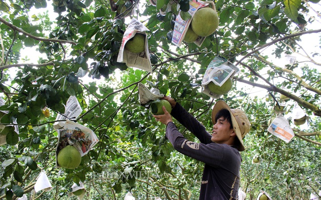 Trái cây Đồng Nai “mang chuông đi   đánh”... xứ mình - Ảnh 1.