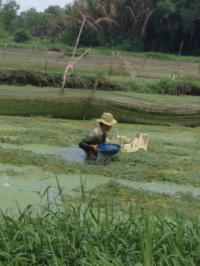 35 năm trồng loại rau nhút dại đeo phao nổi lềnh bềnh trên mặt trước, mỗi ngày cầm chắc 1 triệu đồng - Ảnh 2.