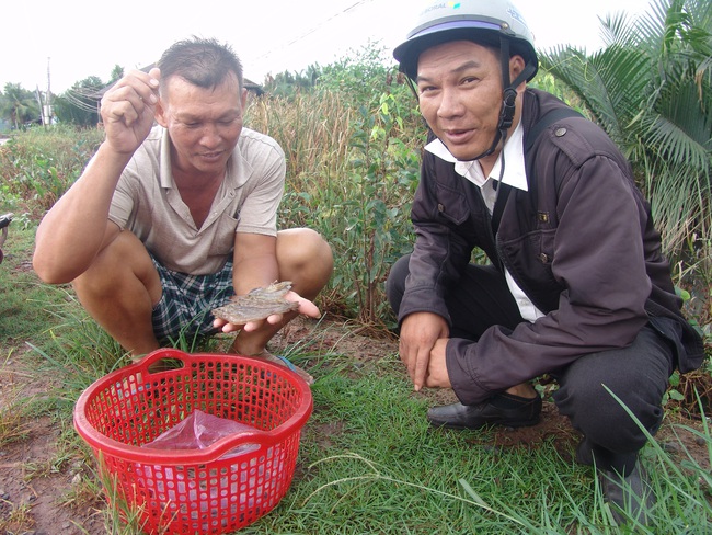 Nông dân nuôi tôm trên đất lúa sẽ tự… sắm máy phát điện - Ảnh 2.