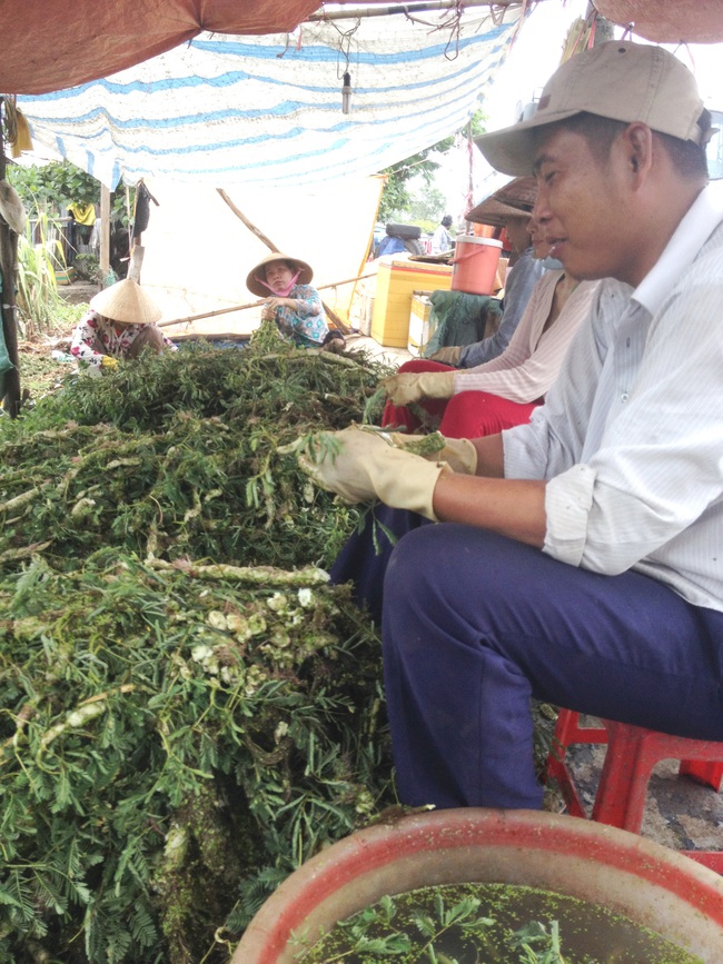 35 năm trồng loại rau nhút dại đeo phao nổi lềnh bềnh trên mặt trước, mỗi ngày cầm chắc 1 triệu đồng - Ảnh 3.