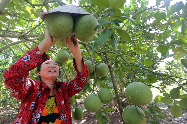 Nông dân Hưng Yên thu “trái ngọt” sau 10 năm - Ảnh 1.