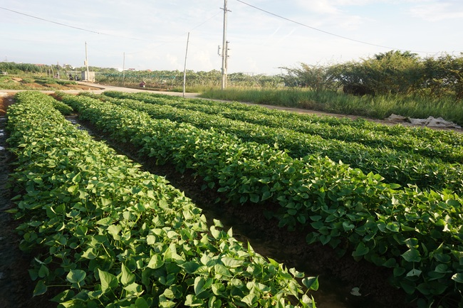 Giữa mùa dịch Covid-19, nông dân Đà Nẵng phấn khởi nhờ rau xanh được giá - Ảnh 3.