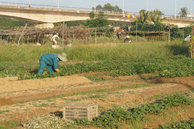 Giữa mùa dịch Covid-19, nông dân Đà Nẵng phấn khởi nhờ rau xanh được giá - Ảnh 2.