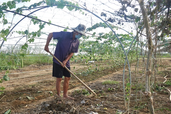 Giữa mùa dịch Covid-19, nông dân Đà Nẵng phấn khởi nhờ rau xanh được giá - Ảnh 6.