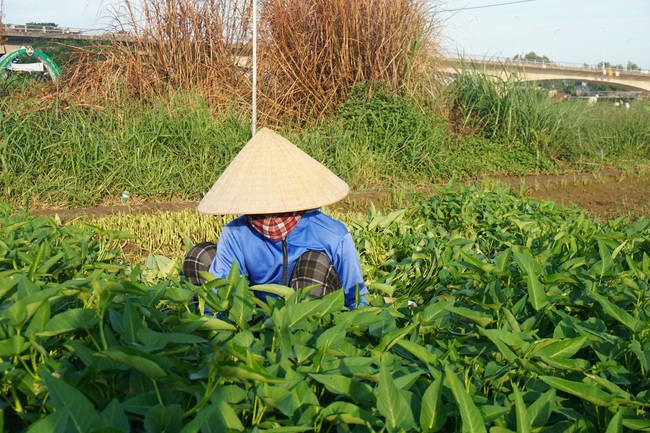 Giữa mùa dịch Covid-19, nông dân Đà Nẵng phấn khởi nhờ rau xanh được giá - Ảnh 1.