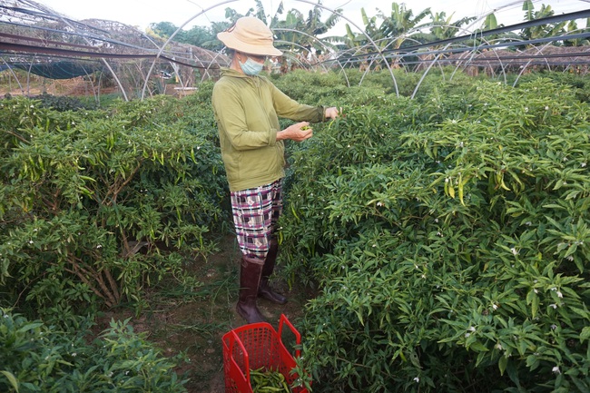 Giữa mùa dịch Covid-19, nông dân Đà Nẵng phấn khởi nhờ rau xanh được giá - Ảnh 5.