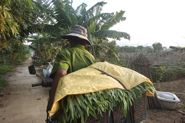 Giữa mùa dịch Covid-19, nông dân Đà Nẵng phấn khởi nhờ rau xanh được giá - Ảnh 4.