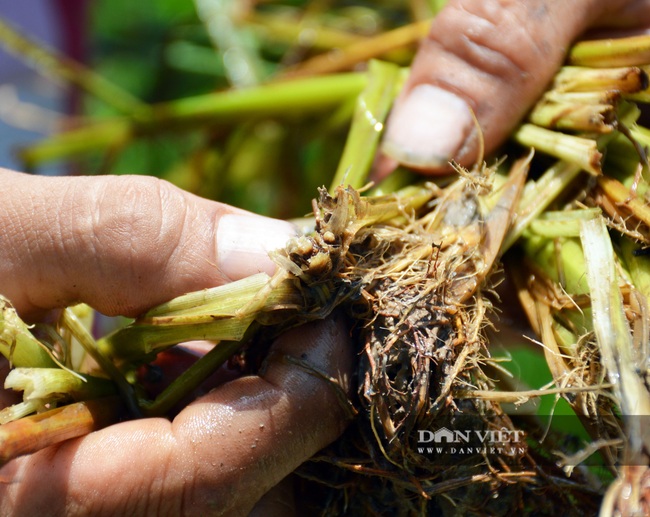 Cà Mau: Dân tố công ty bán thuốc diệt cỏ “dỏm” gây chết lúa - Ảnh 6.