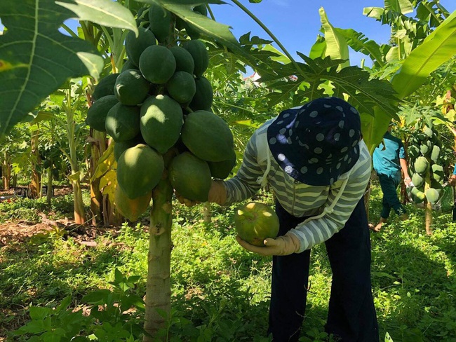 Quảng Nam: “Rụng tim” với hình ảnh hàng chục cán bộ thu hoạch đu đủ giúp gia đình có 2 bệnh nhân Covid-19 - Ảnh 4.