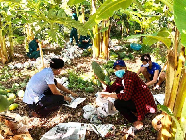 Quảng Nam: “Rụng tim” với hình ảnh hàng chục cán bộ thu hoạch đu đủ giúp gia đình có 2 bệnh nhân Covid-19 - Ảnh 6.