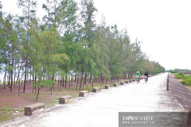 Chuyện lão ngư “gàn” nửa đời trồng rừng phi lao, cứu người gặp nạn trên biển - Ảnh 3.