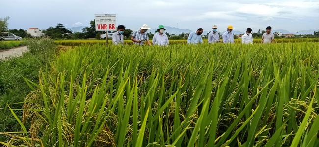 Quảng Nam: Nhiều giống lúa triển vọng của Vinaseed cho năng suất, chất lượng cao - Ảnh 1.