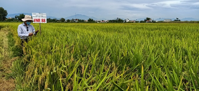 Quảng Nam: Nhiều giống lúa triển vọng của Vinaseed cho năng suất, chất lượng cao - Ảnh 2.