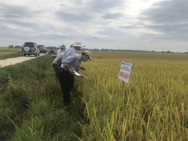 Quảng Nam: Nhiều giống lúa triển vọng của Vinaseed cho năng suất, chất lượng cao - Ảnh 3.