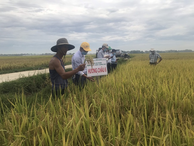 Quảng Nam: Nhiều giống lúa triển vọng của Vinaseed cho năng suất, chất lượng cao - Ảnh 6.