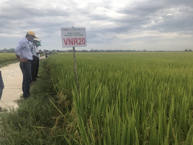 Quảng Nam: Nhiều giống lúa triển vọng của Vinaseed cho năng suất, chất lượng cao - Ảnh 5.