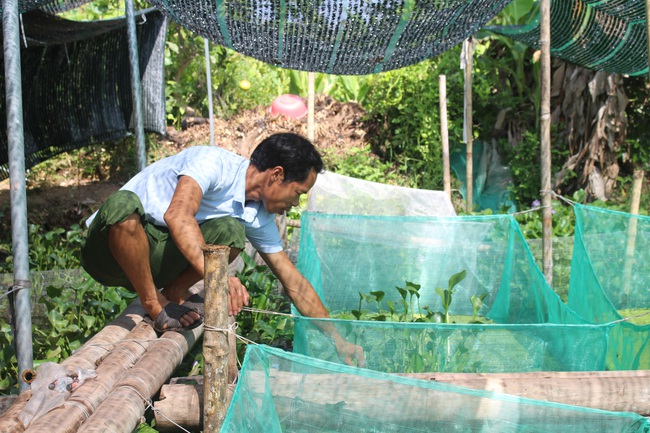 Nuôi con siêu đẻ, chỉ ăn lá trong ao, chàng thanh niên đút túi tiền tỷ mỗi năm - Ảnh 3.