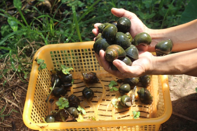 Nuôi con siêu đẻ, chỉ ăn lá trong ao, chàng thanh niên đút túi tiền tỷ mỗi năm - Ảnh 6.