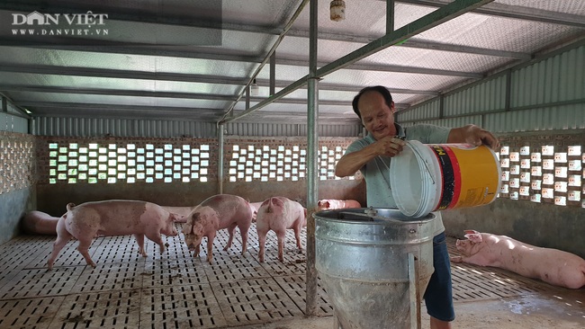 Nam Định: Cho lợn ăn sâm, thảo quả… nghe nhạc trữ tình, có bao nhiêu nhà giàu cũng khuân hết - Ảnh 3.