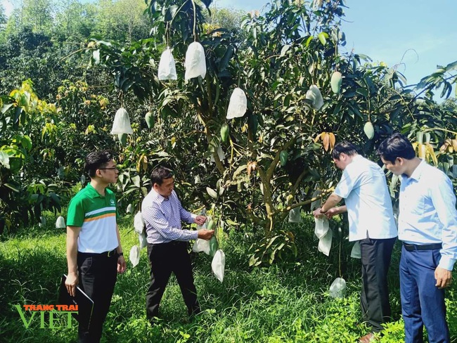 Xoài Yên Châu “cất cánh” sang trời Tây - Ảnh 1.