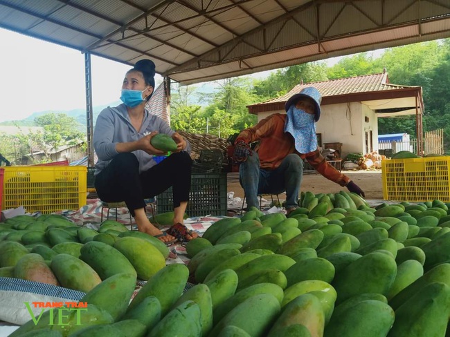 Xoài Yên Châu “cất cánh” sang trời Tây - Ảnh 4.