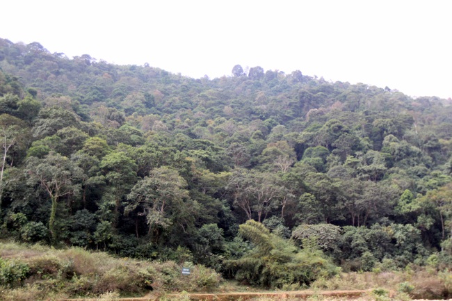 Tân Uyên: Hiệu quả từ chính sách cho trả dịch vụ môi trường rừng - Ảnh 3.