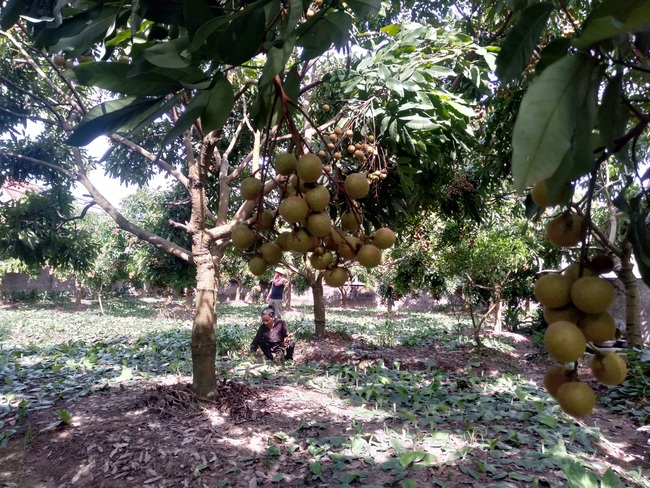 Những tỷ phú nhãn lồng Tân Dân bật mí bí quyết làm giàu - Ảnh 2.