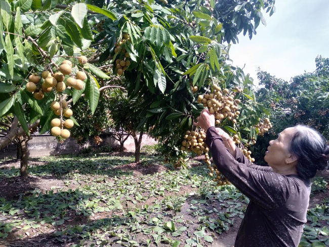 Những tỷ phú nhãn lồng Tân Dân bật mí bí quyết làm giàu - Ảnh 1.